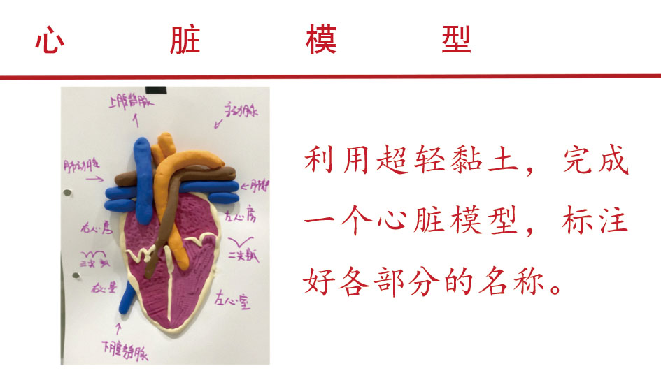 图3心脏模型.jpg